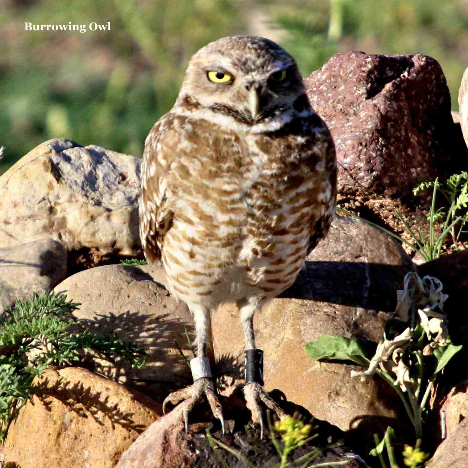 Burrowing Owl 8017.jpg